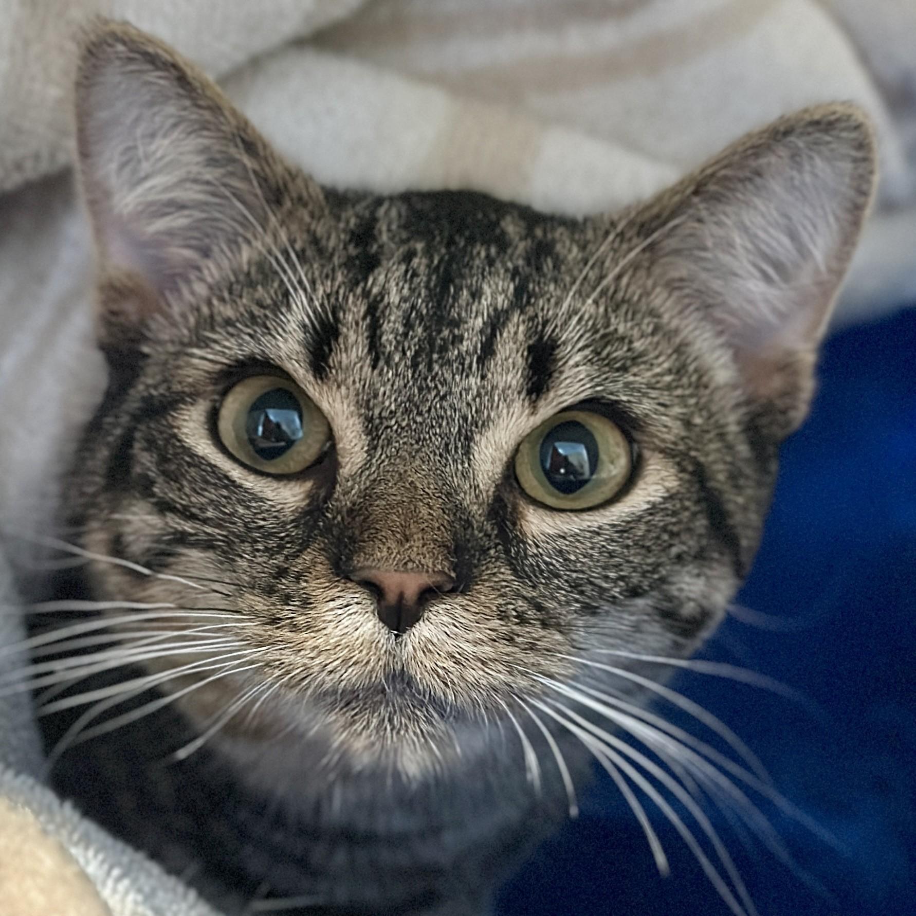 Diego, adopted, Young Male Domestic Short Hair.