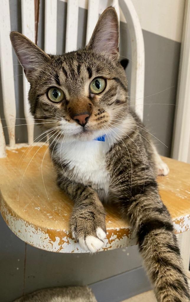 Enlarge LENNY, a Adoptable Domestic Short Hair in Lemoore, CA image 1/6