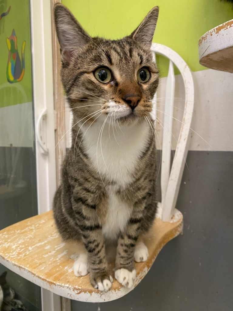 Enlarge LENNY, a Adoptable Domestic Short Hair in Lemoore, CA image 2/6