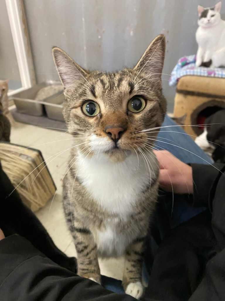 Enlarge LENNY, a Adoptable Domestic Short Hair in Lemoore, CA image 3/6