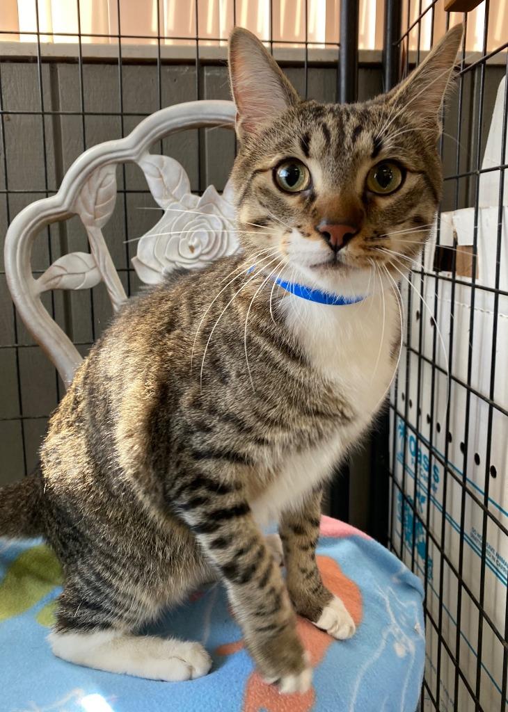 Enlarge LENNY, a Adoptable Domestic Short Hair in Lemoore, CA image 4/6