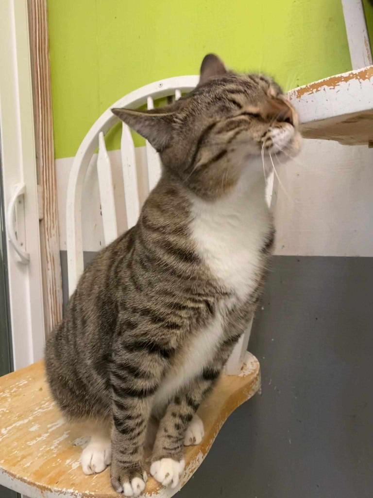 Enlarge LENNY, a Adoptable Domestic Short Hair in Lemoore, CA image 5/6