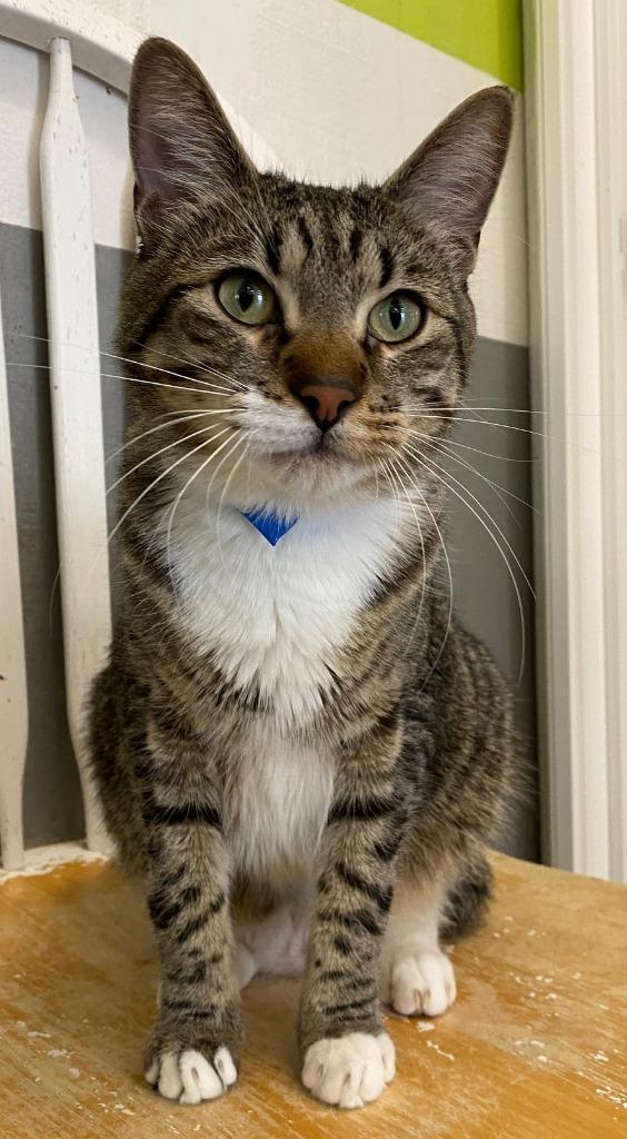 Enlarge LENNY, a Adoptable Domestic Short Hair in Lemoore, CA image 6/6