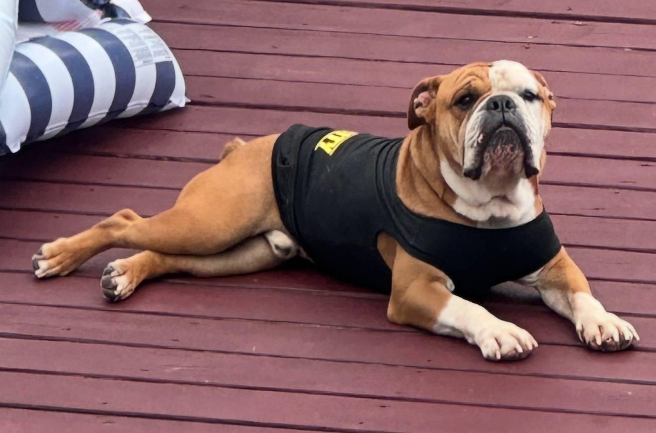 Enlarge Cairo, a ADOPTABLE Bulldog in Maybrook, NY image 5/5