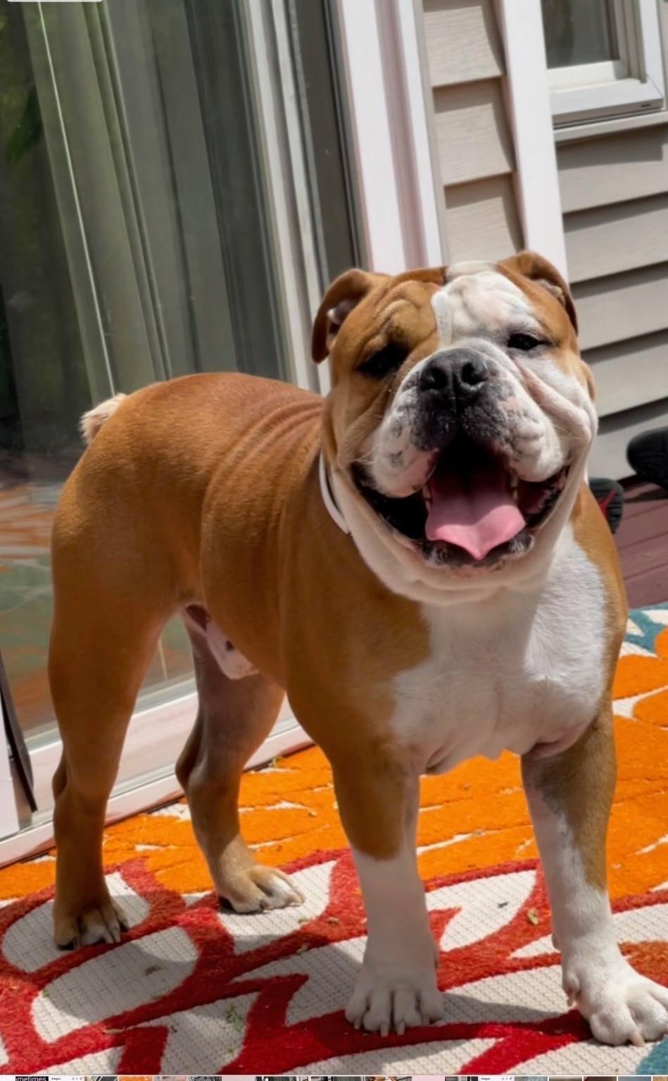 Cairo, ADOPTABLE, Adult Male Bulldog.