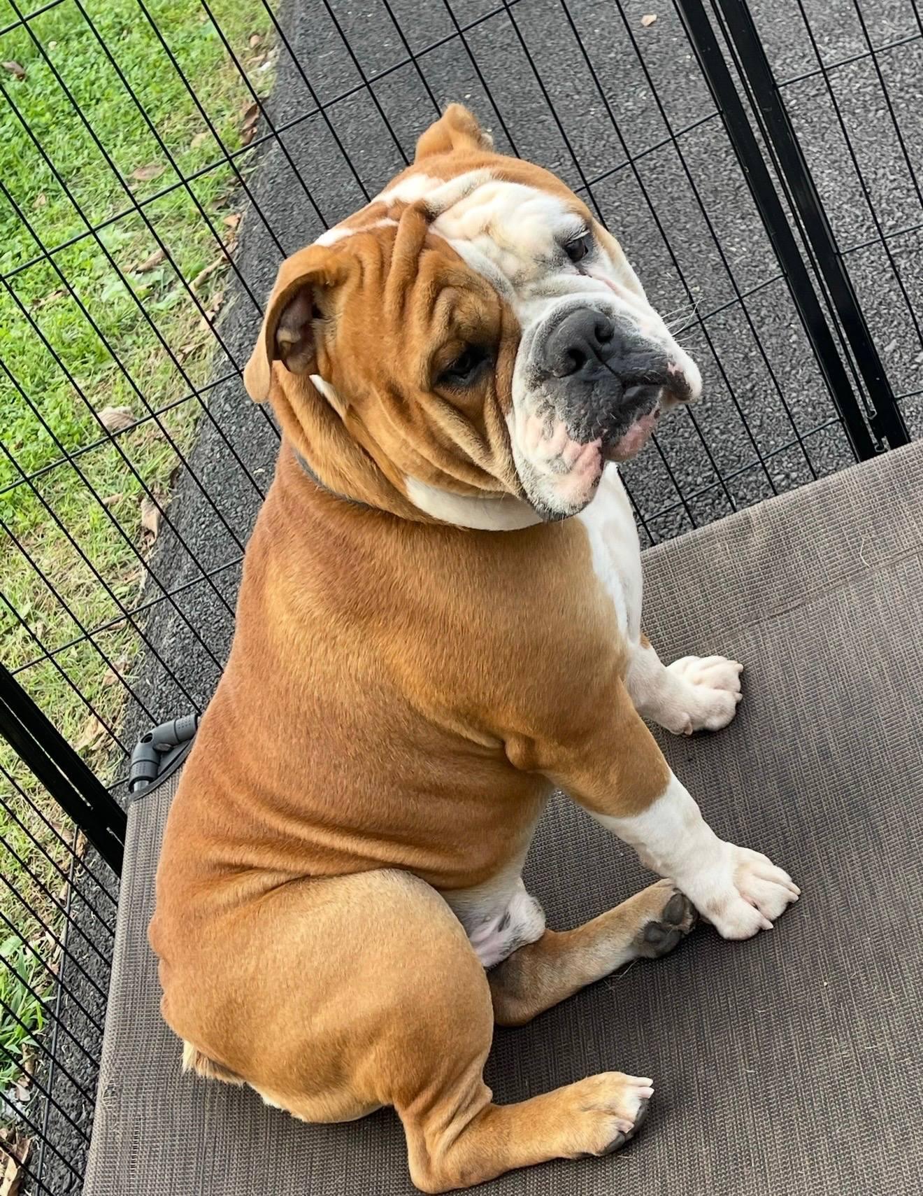 Enlarge Cairo, a ADOPTABLE Bulldog in Maybrook, NY image 4/5