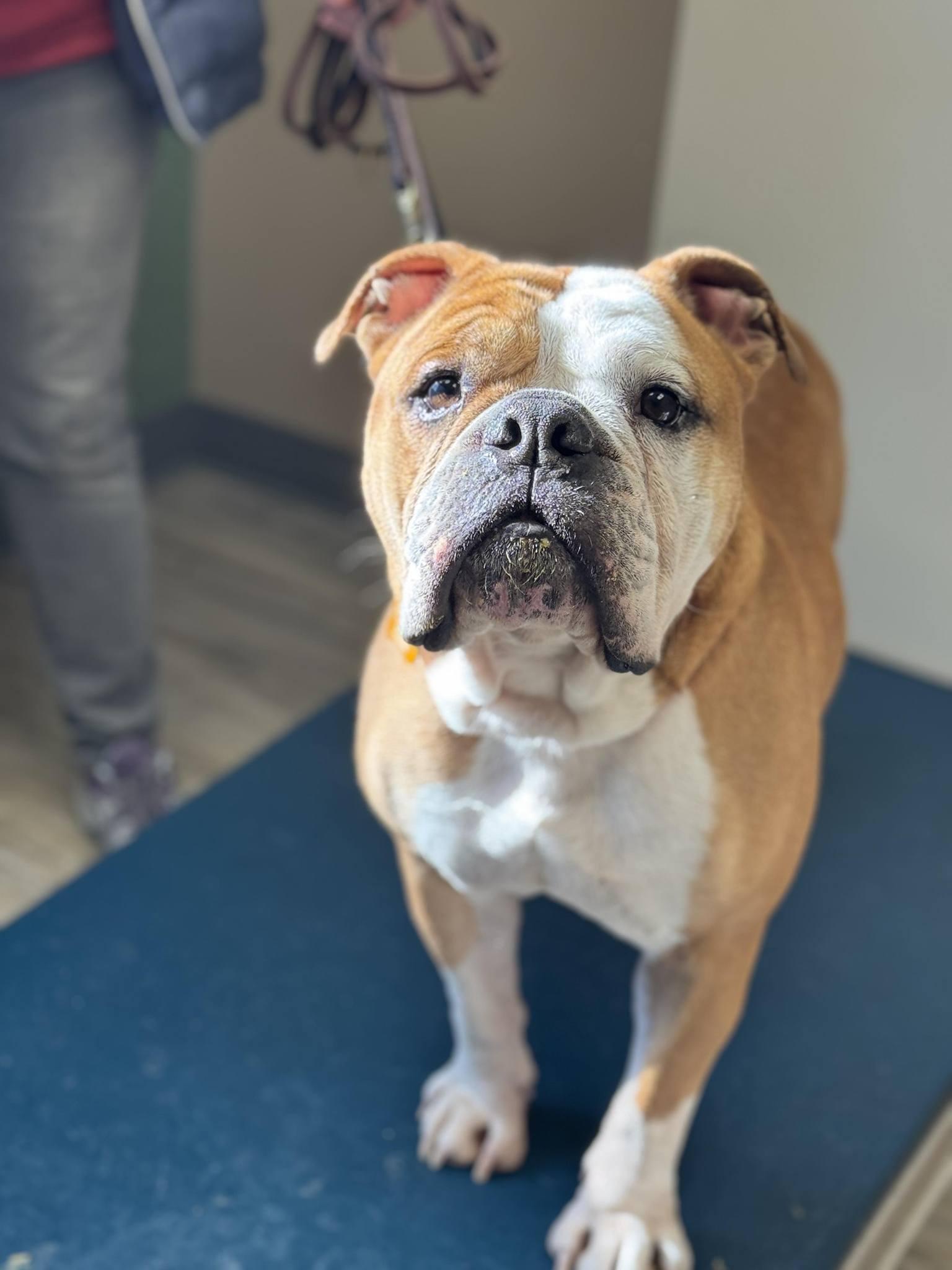 Enlarge Cairo, a ADOPTABLE Bulldog in Maybrook, NY image 3/5