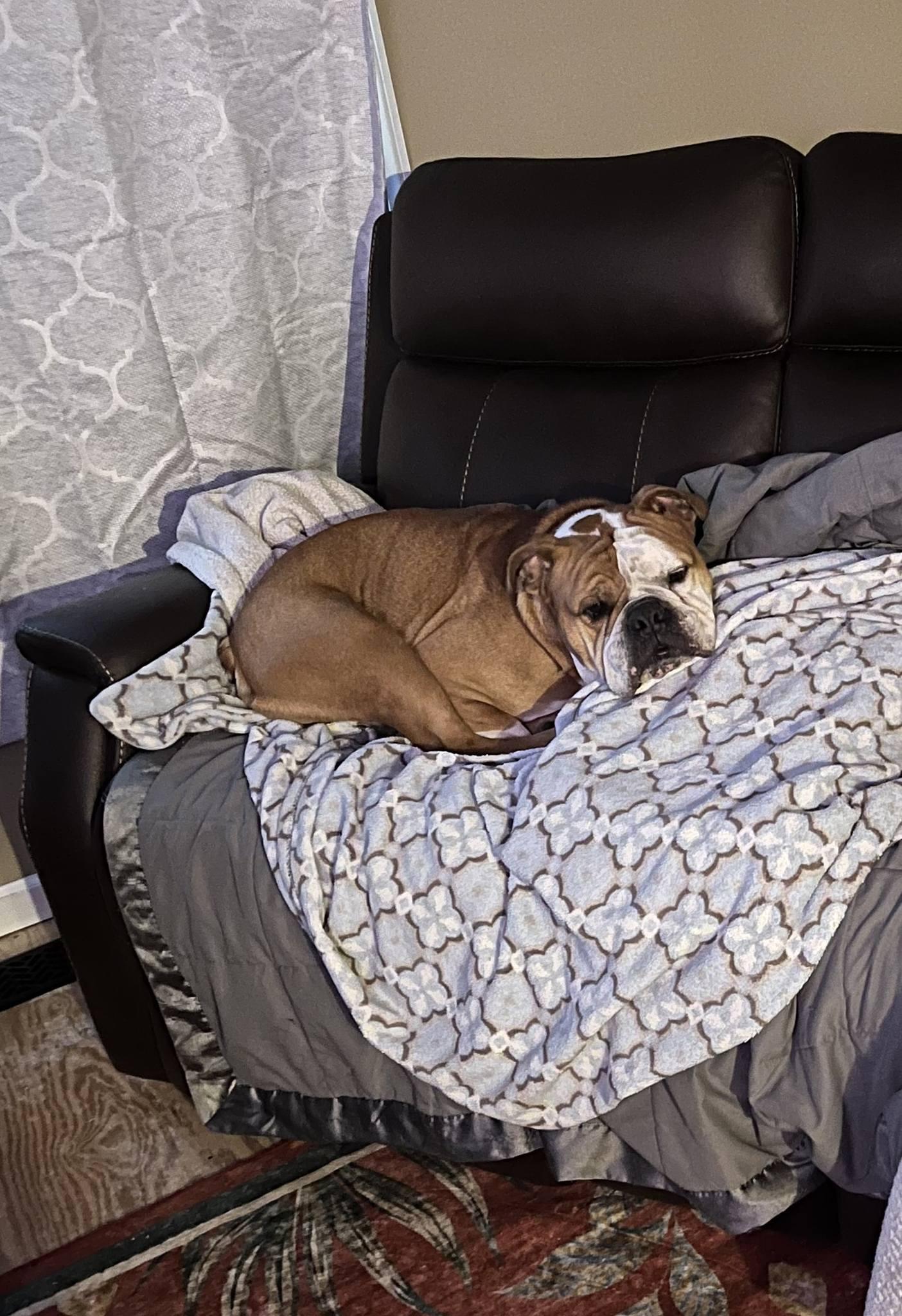 Enlarge Cairo, a ADOPTABLE Bulldog in Maybrook, NY image 2/5