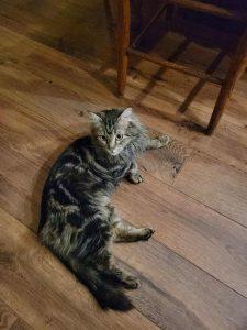 Ronnie, a Adoptable Domestic Long Hair in Wasilla, AK image 1/2