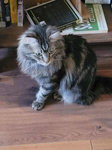 Ronnie, a Adoptable Domestic Long Hair in Wasilla, AK image 2/2