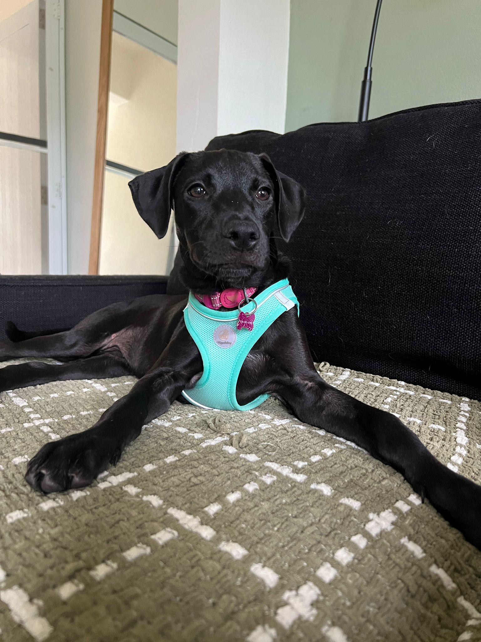 Lulu, a ADOPTABLE mixed breed in Ewing, NJ image 2/2