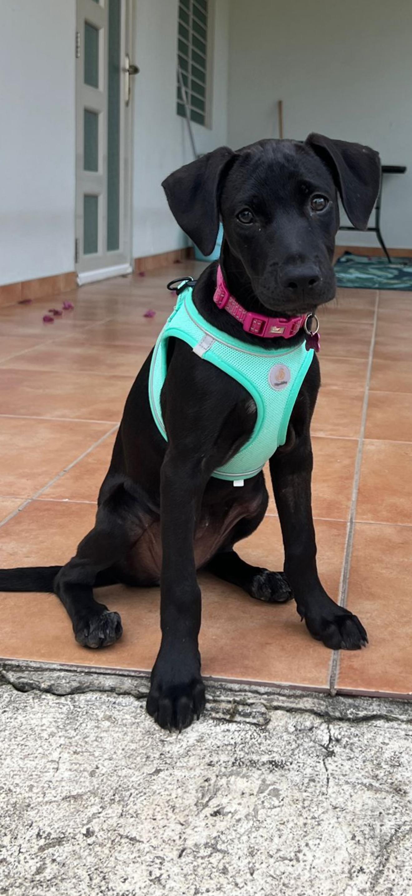 Lulu, a ADOPTABLE mixed breed in Ewing, NJ image 1/2