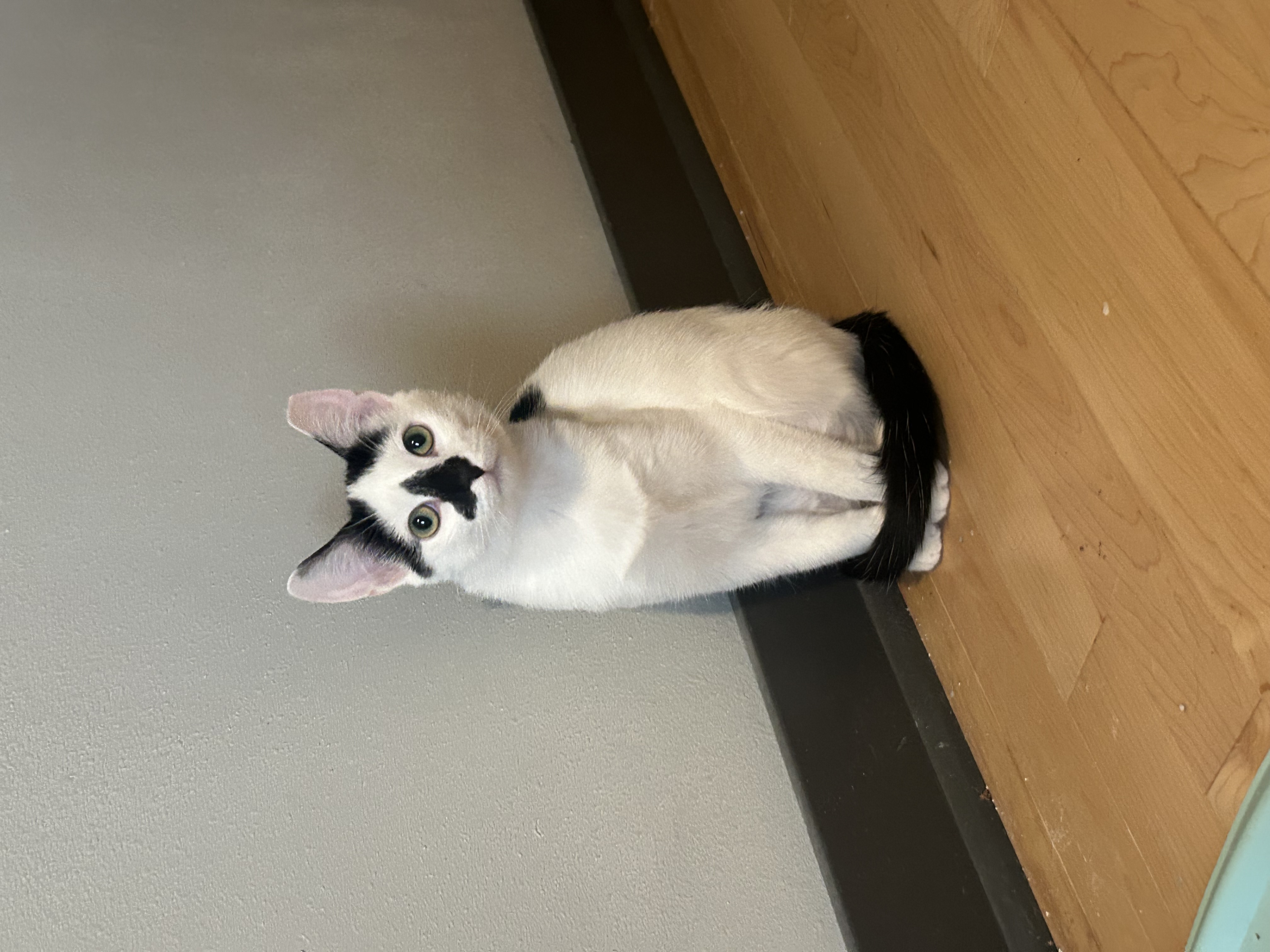 Cobalt (f) & Chrome (f) 5