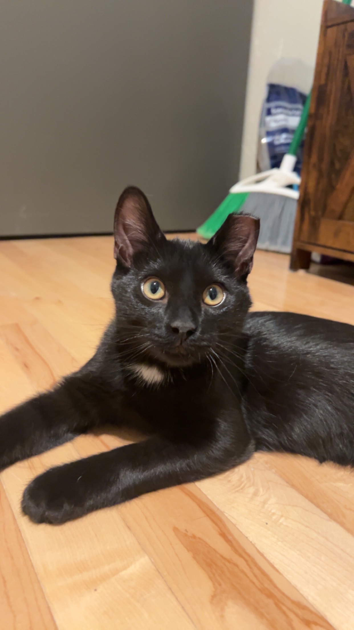 Cobalt (f) & Chrome (f) 6