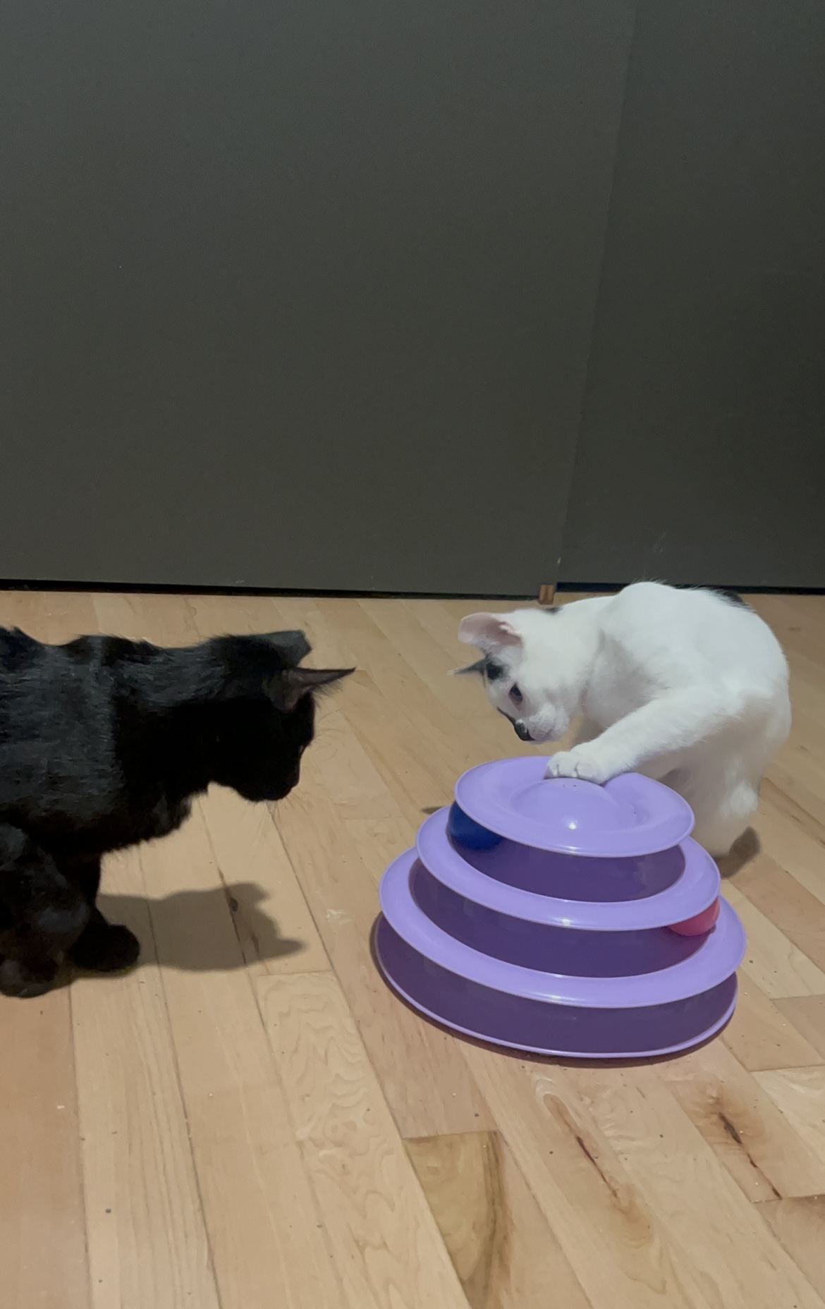 Cobalt (f) & Chrome (f) 4