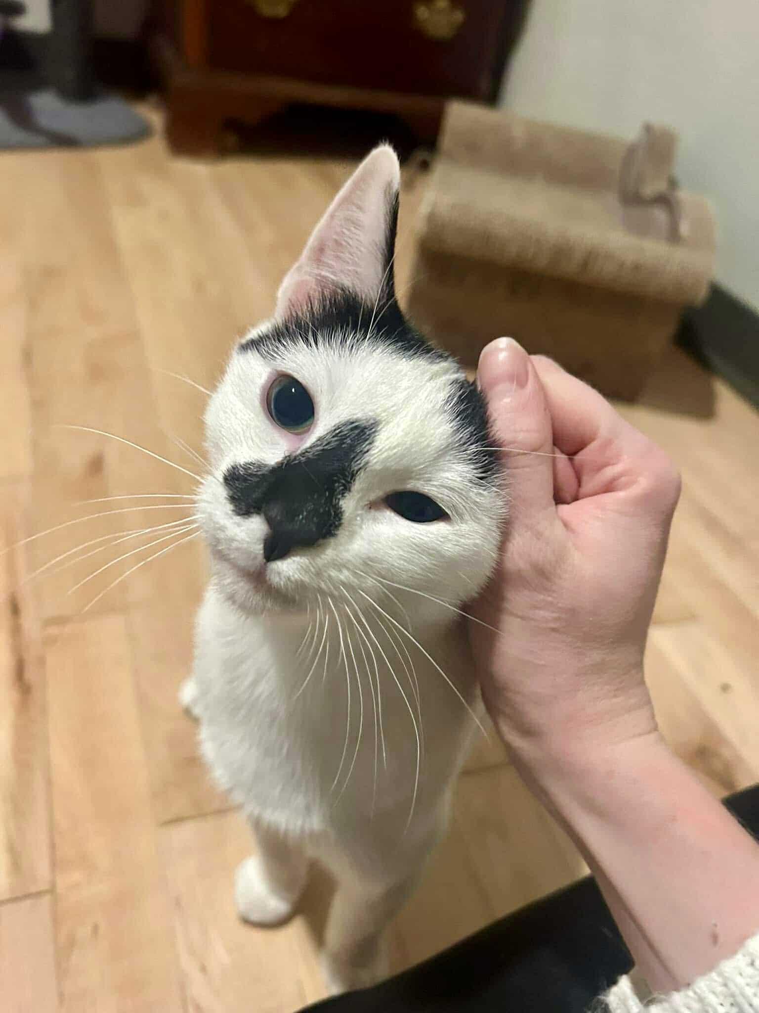 Cobalt (f) & Chrome (f) 3