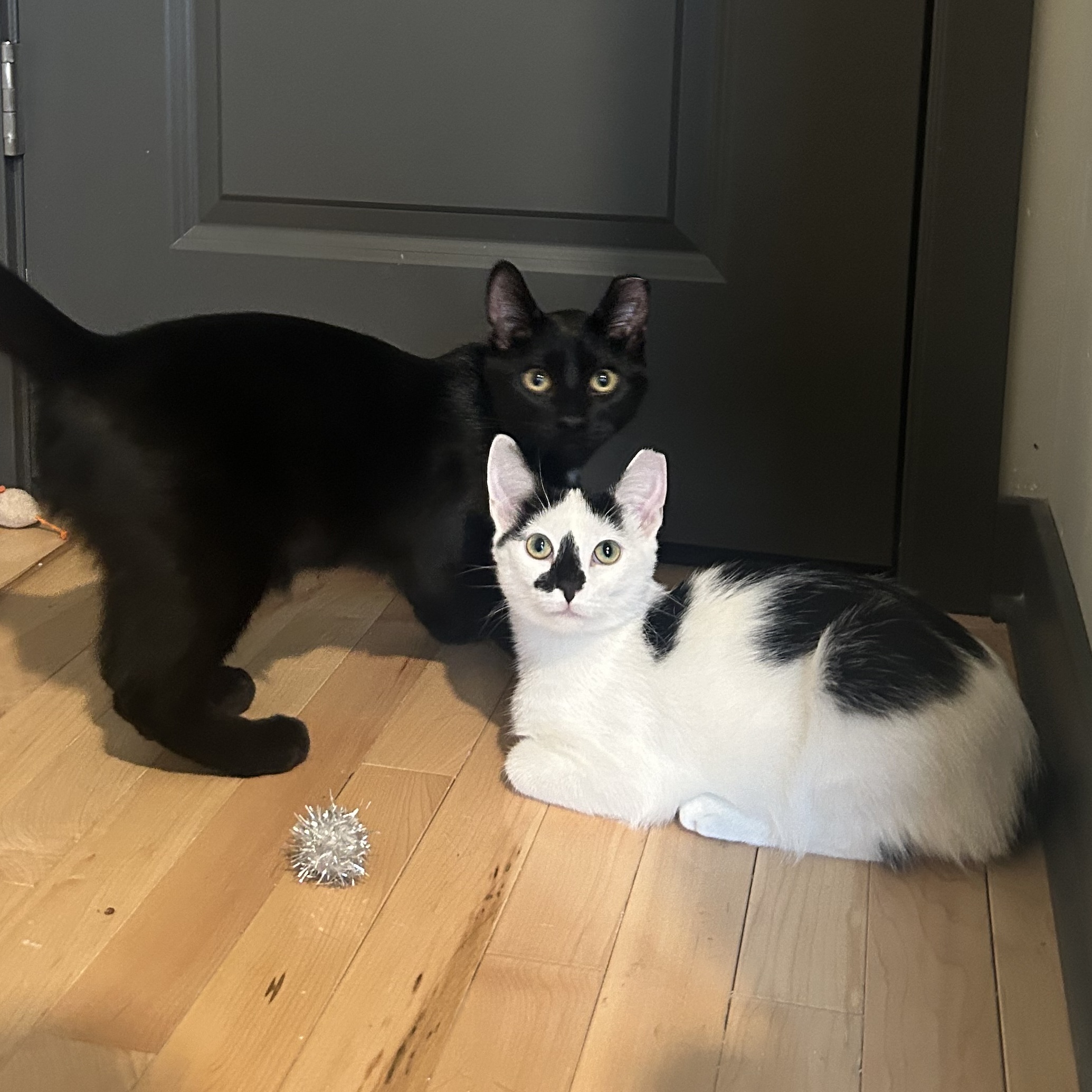 Cobalt (f) & Chrome (f)