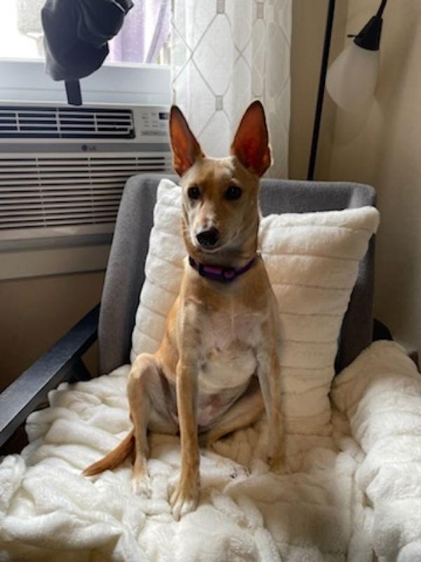 Noel (aka Bailey), Adopted, Young Female Terrier & Chihuahua.