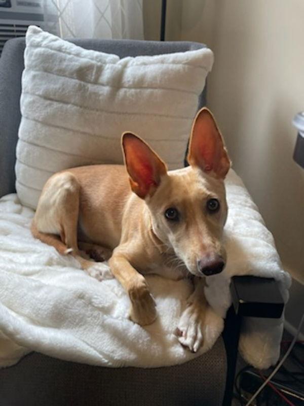 Enlarge Noel (aka Bailey), a Adopted mixed breed in San Clemente, CA image 2/3