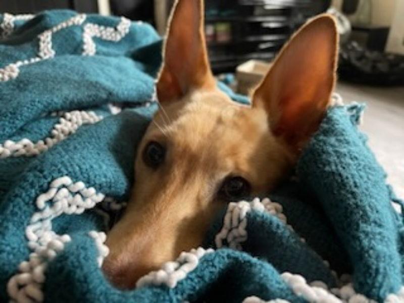 Enlarge Noel (aka Bailey), a Adopted mixed breed in San Clemente, CA image 3/3