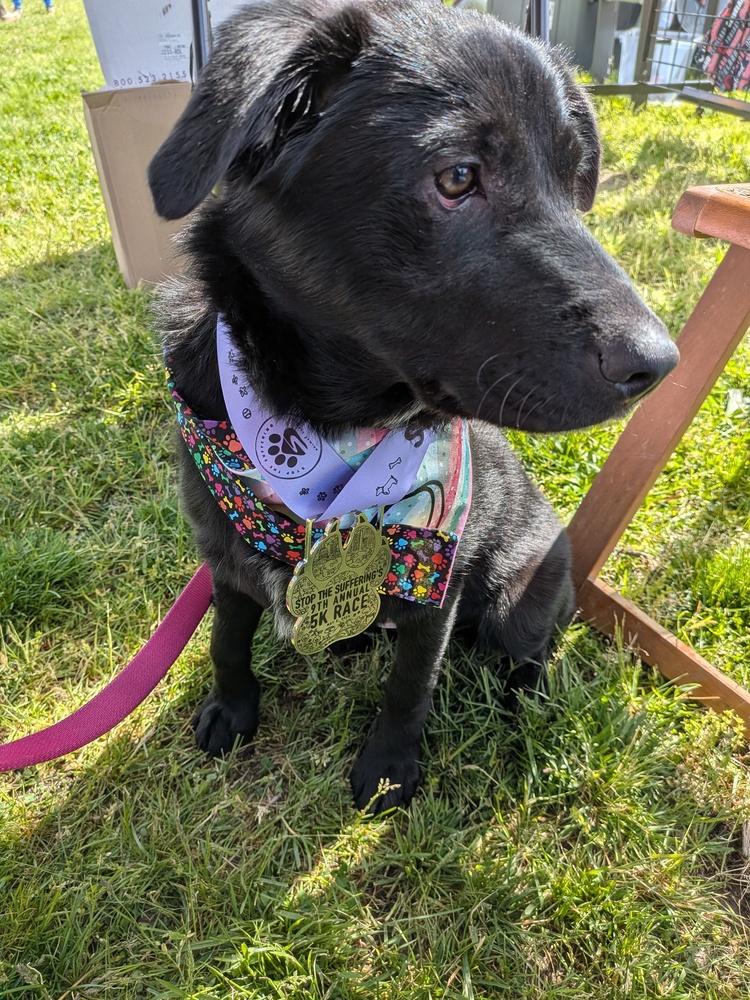 Skye, Adoptable, Puppy Female Labrador Retriever.