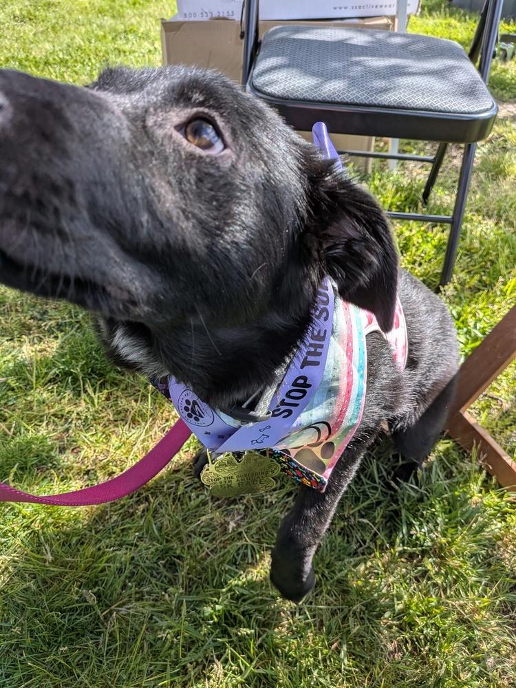 Enlarge Skye, a Adoptable mixed breed in Columbus, OH image 2/5