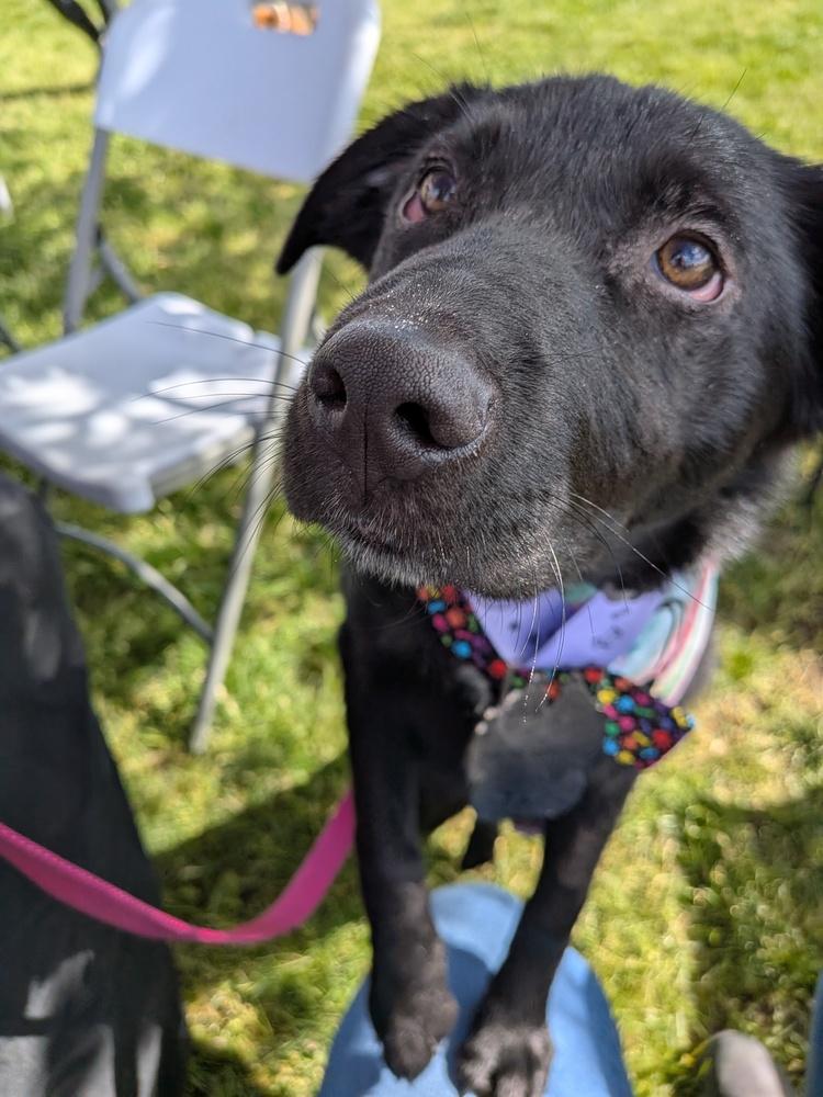 Enlarge Skye, a Adoptable mixed breed in Columbus, OH image 3/5