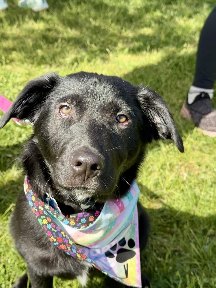 Skye, Adoptable, Puppy Female Labrador Retriever.