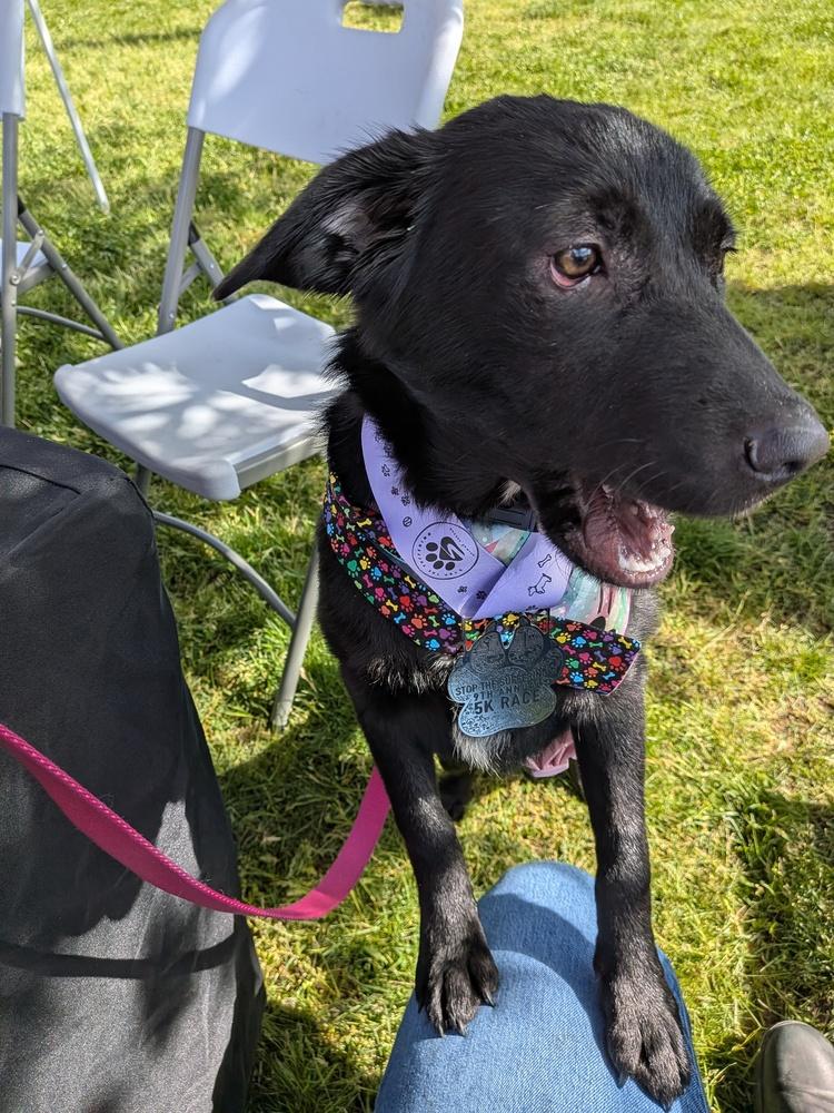 Enlarge Skye, a Adoptable mixed breed in Columbus, OH image 5/5