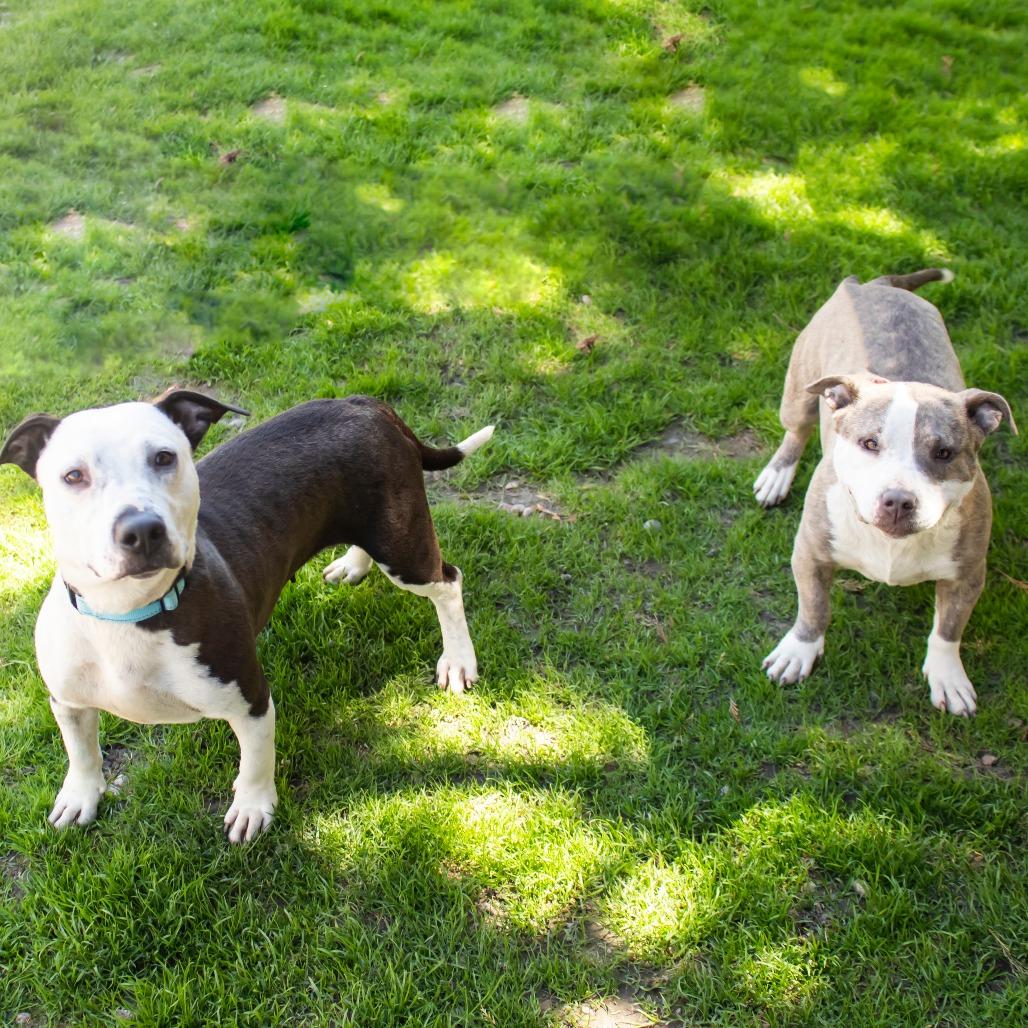 Louise, Adoptable, Adult Female Mixed Breed.