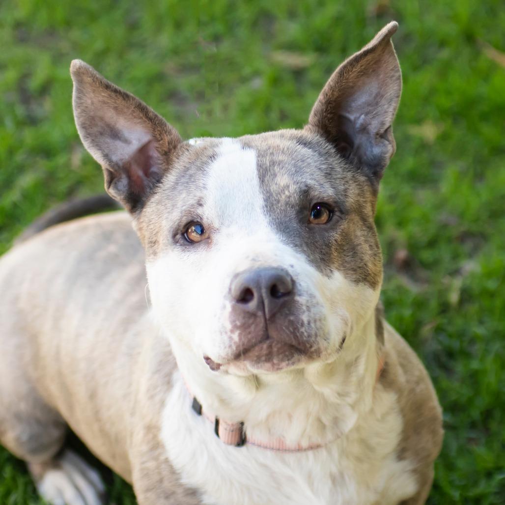 Enlarge Louise, a Adoptable Mixed Breed in Middletown, RI image 2/2
