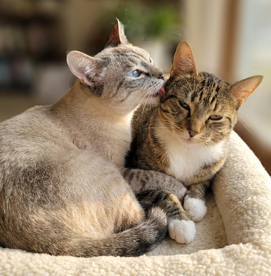 Katia & Snow, ADOPTABLE, Adult Female Siamese.