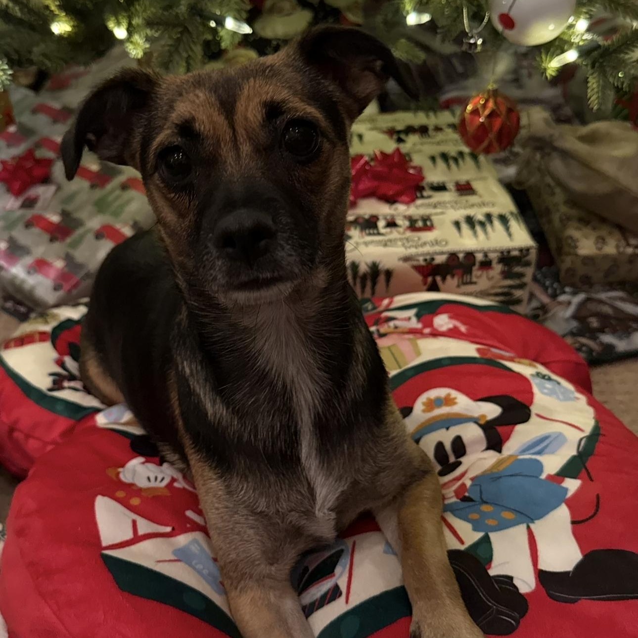 Marylin , ADOPTABLE, Young Female Chihuahua.