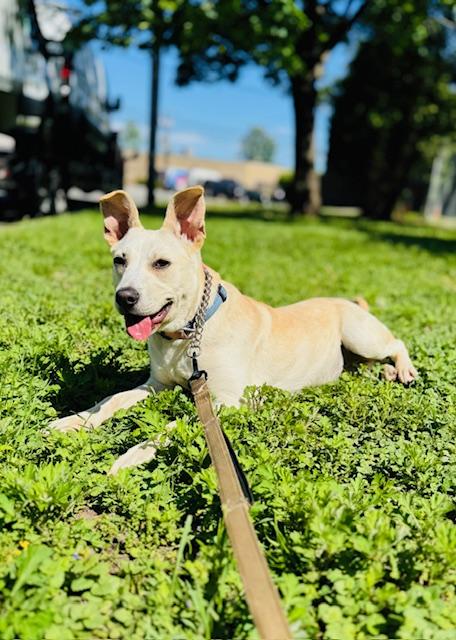 Enlarge Rosie, a Adoptable Mixed Breed in Englewood, NJ image 1/2