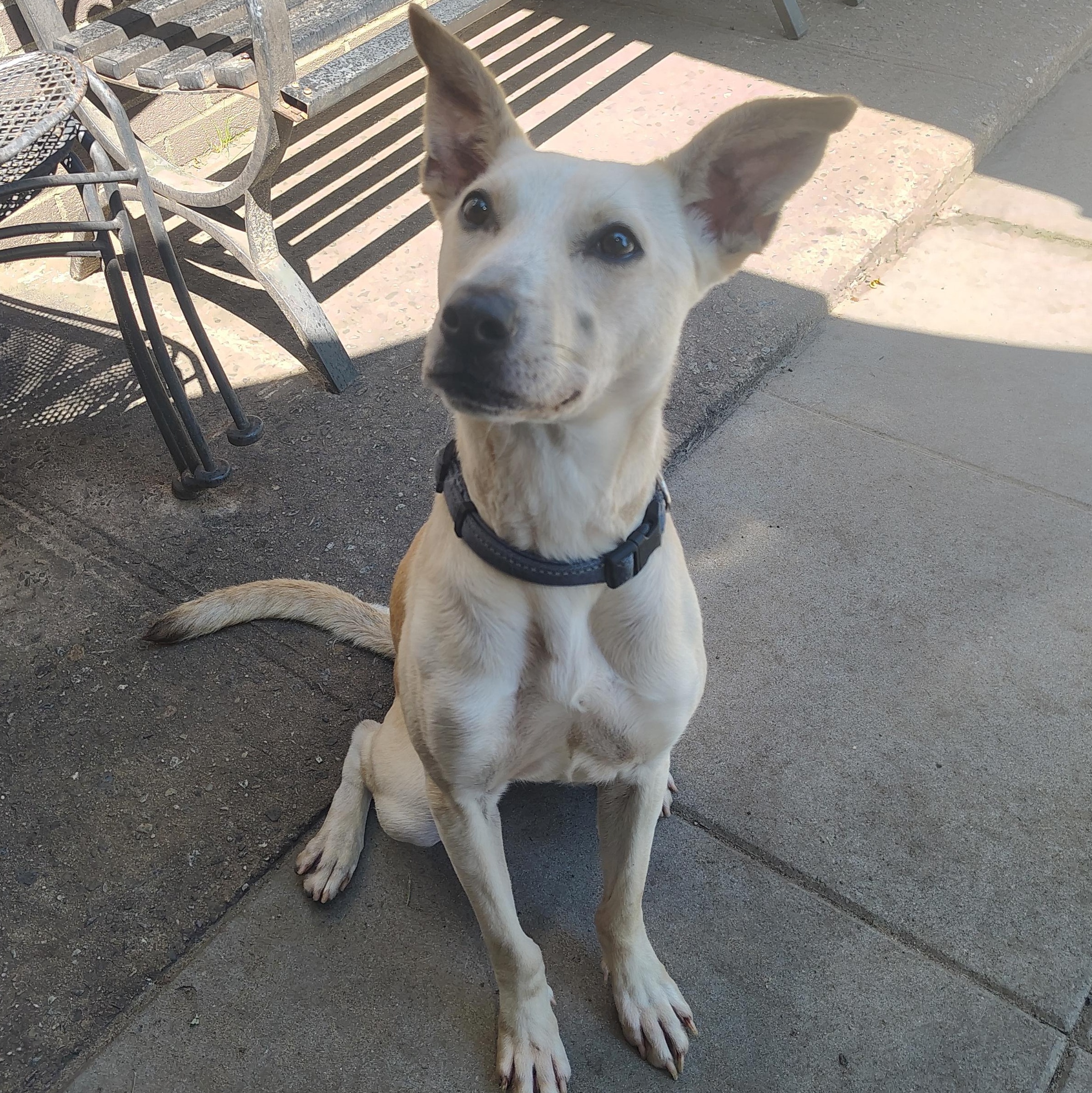 Enlarge Rosie, a Adoptable Mixed Breed in Englewood, NJ image 2/2