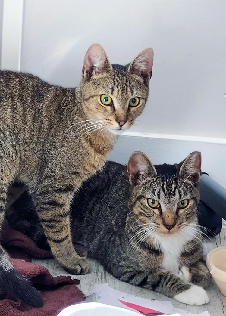 Kiko, a Adoptable Domestic Short Hair in Weehawken, NJ image 2/3