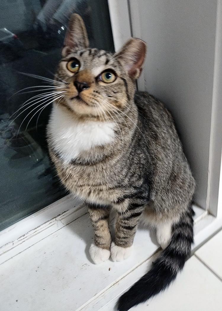 Kiko, a Adoptable Domestic Short Hair in Weehawken, NJ image 3/3