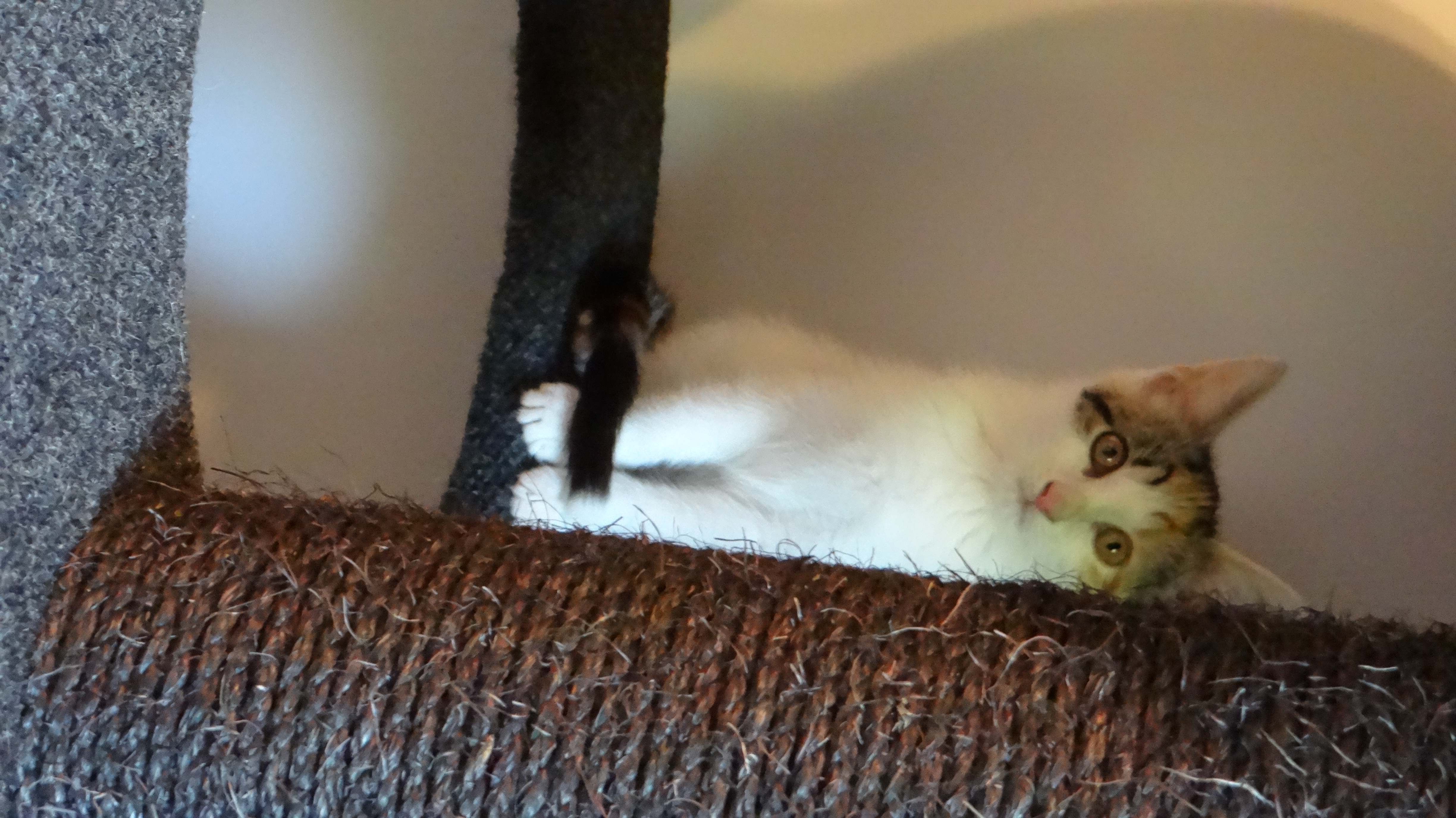 Enlarge Mary and Anne, a Adoptable Domestic Short Hair in Chesapeake Beach, MD image 4/6