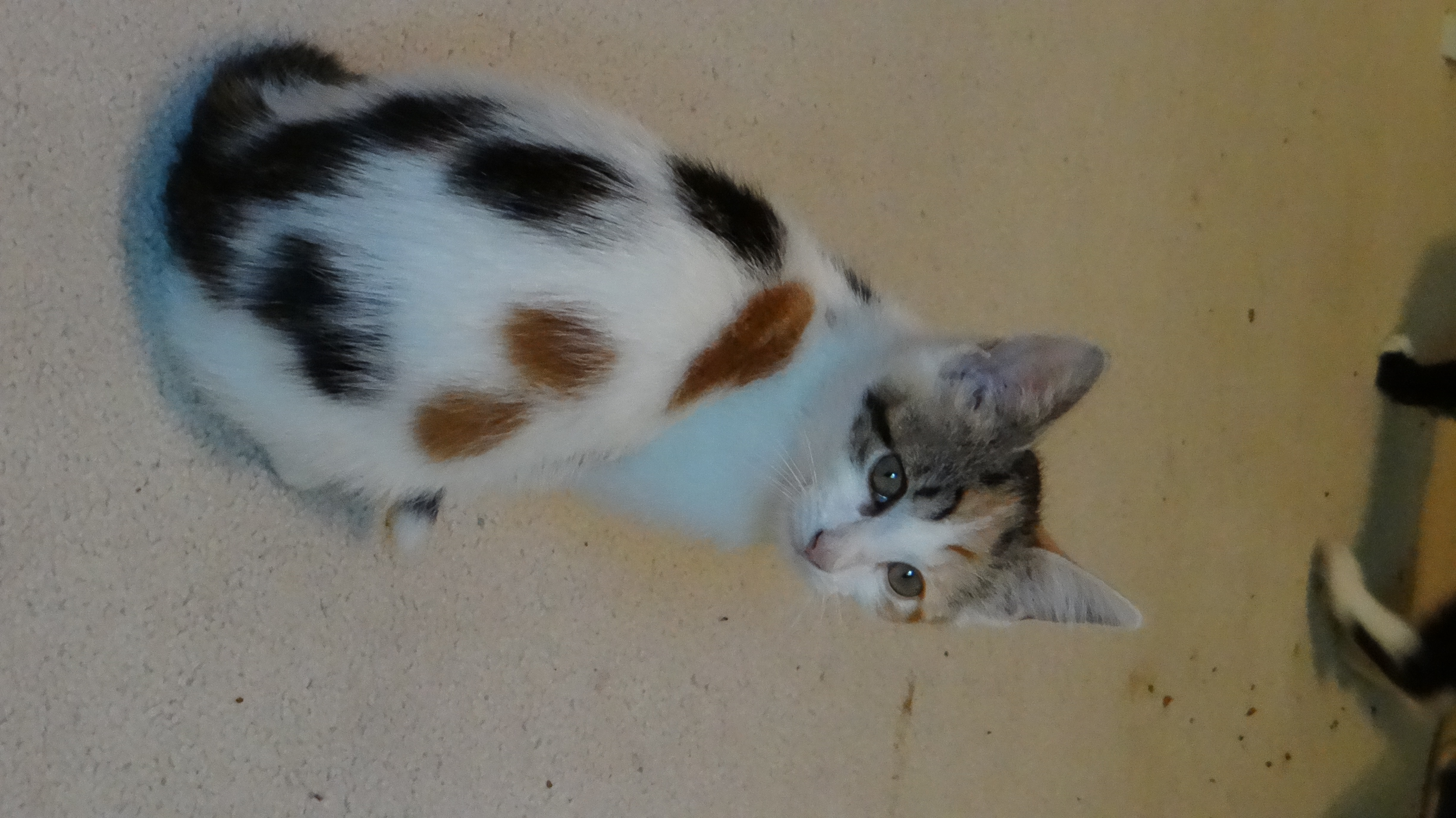 Enlarge Mary and Anne, a Adoptable Domestic Short Hair in Chesapeake Beach, MD image 5/6