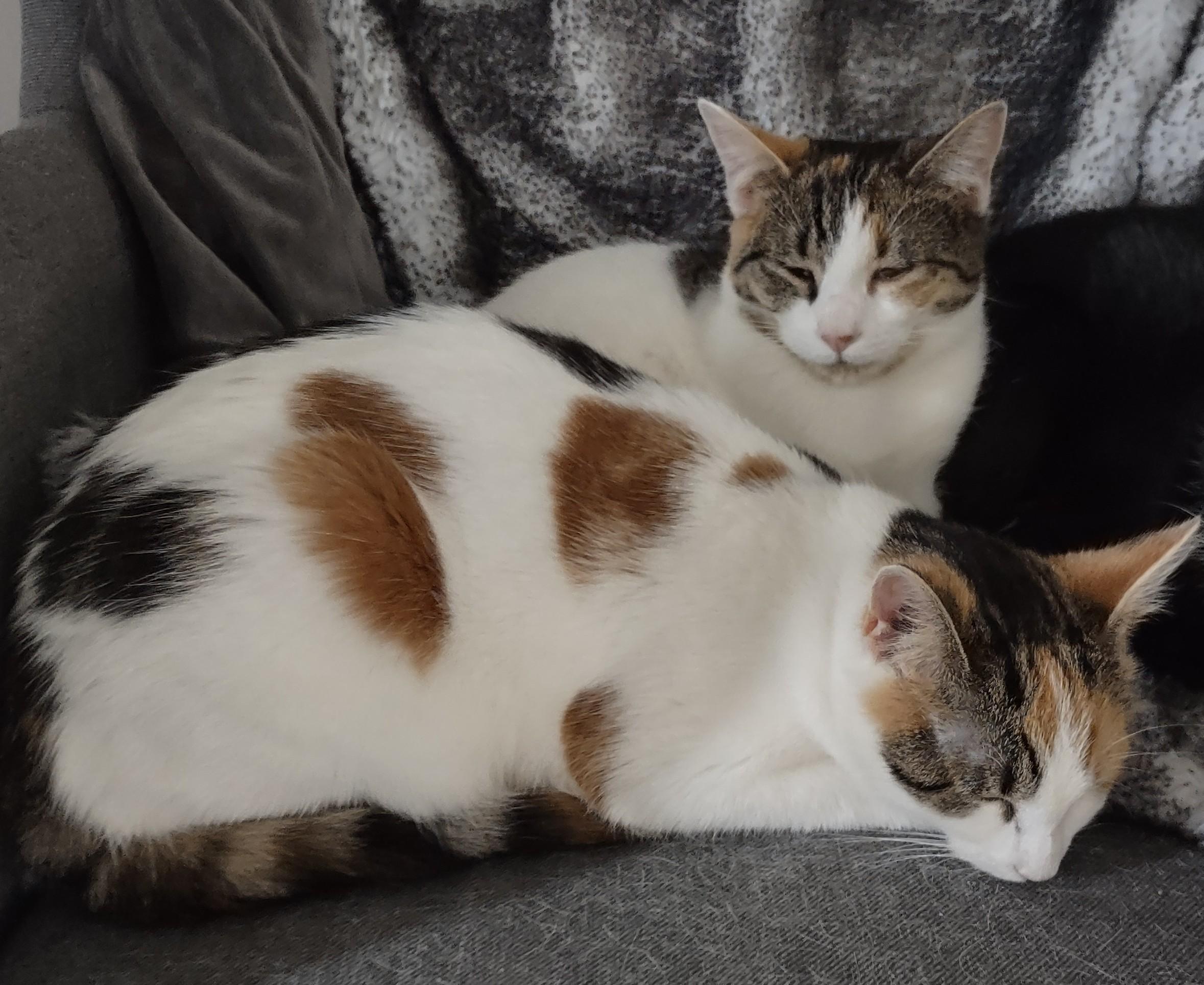 Enlarge Mary and Anne, a Adoptable Domestic Short Hair in Chesapeake Beach, MD image 1/6