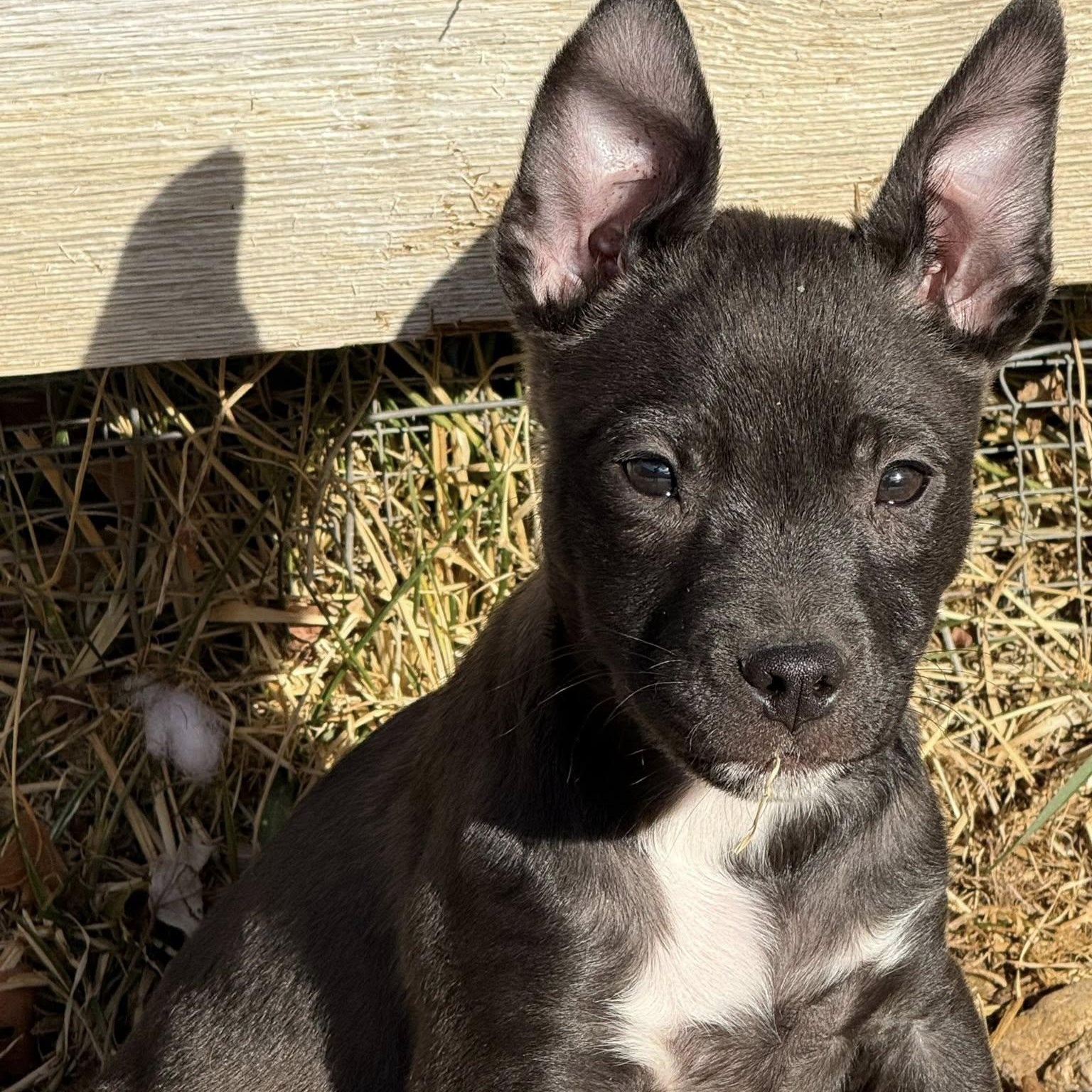 Enlarge MIGUEL, an adopted mixed breed in Loveland, CO image 4/5