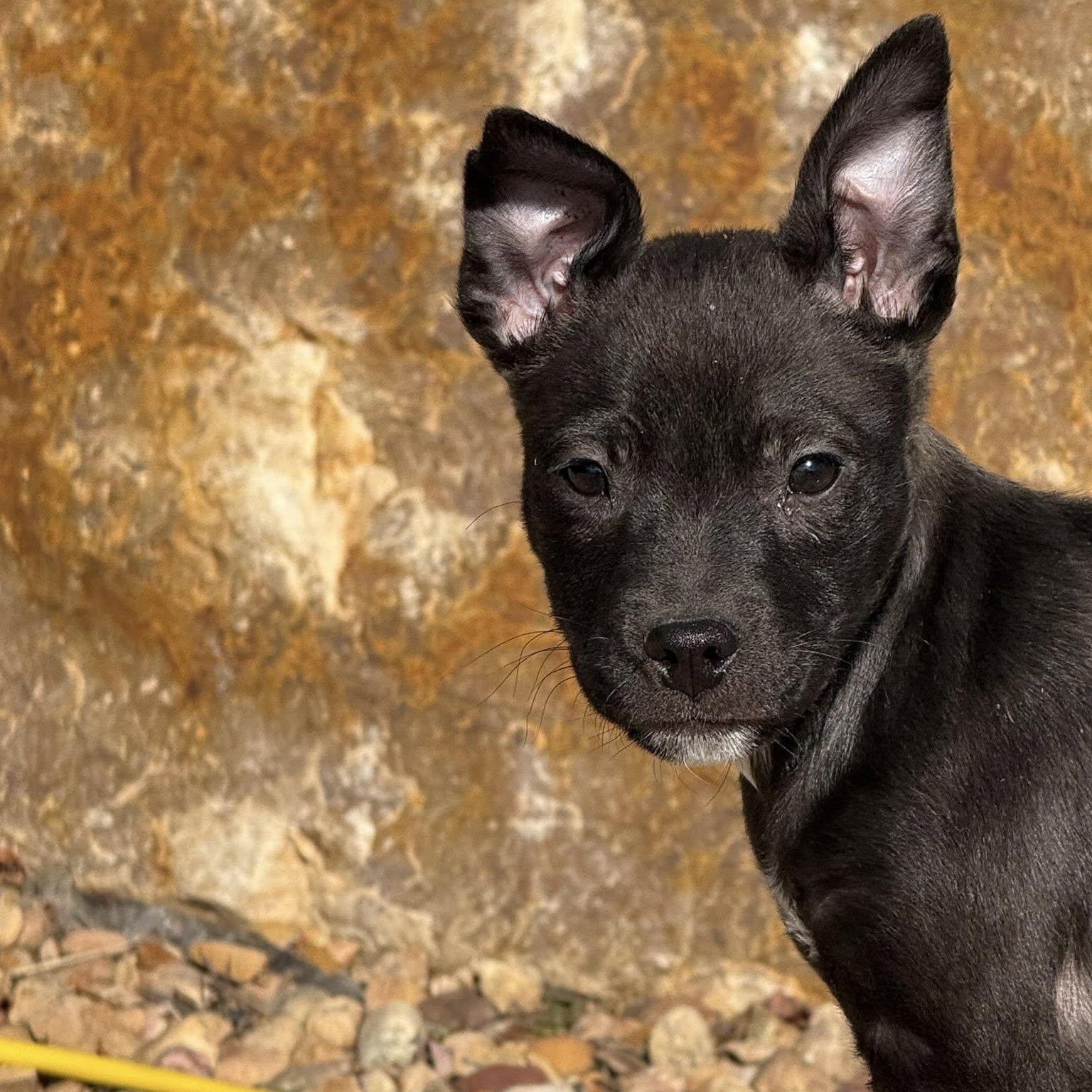 Enlarge MIGUEL, an adopted mixed breed in Loveland, CO image 2/5
