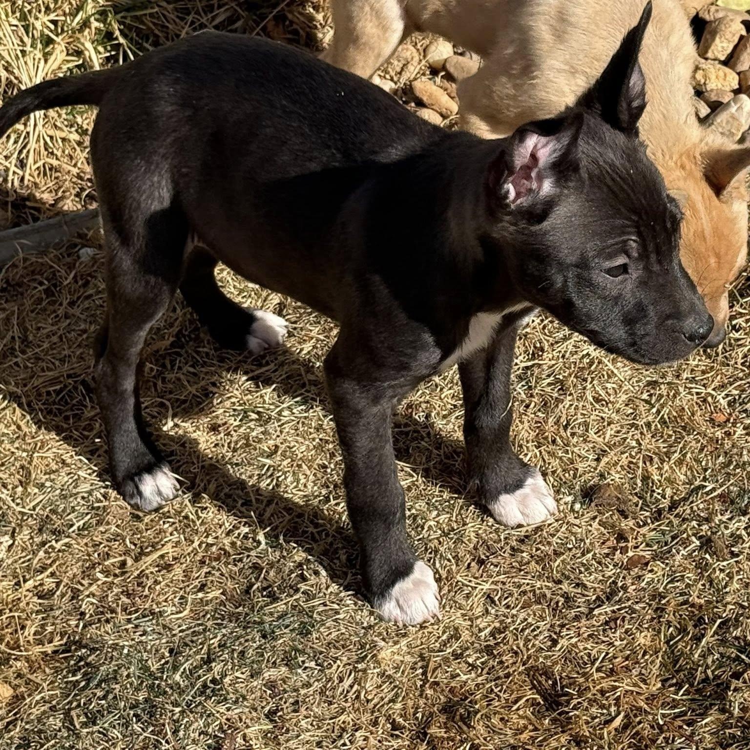 Enlarge MIGUEL, an adopted mixed breed in Loveland, CO image 3/5