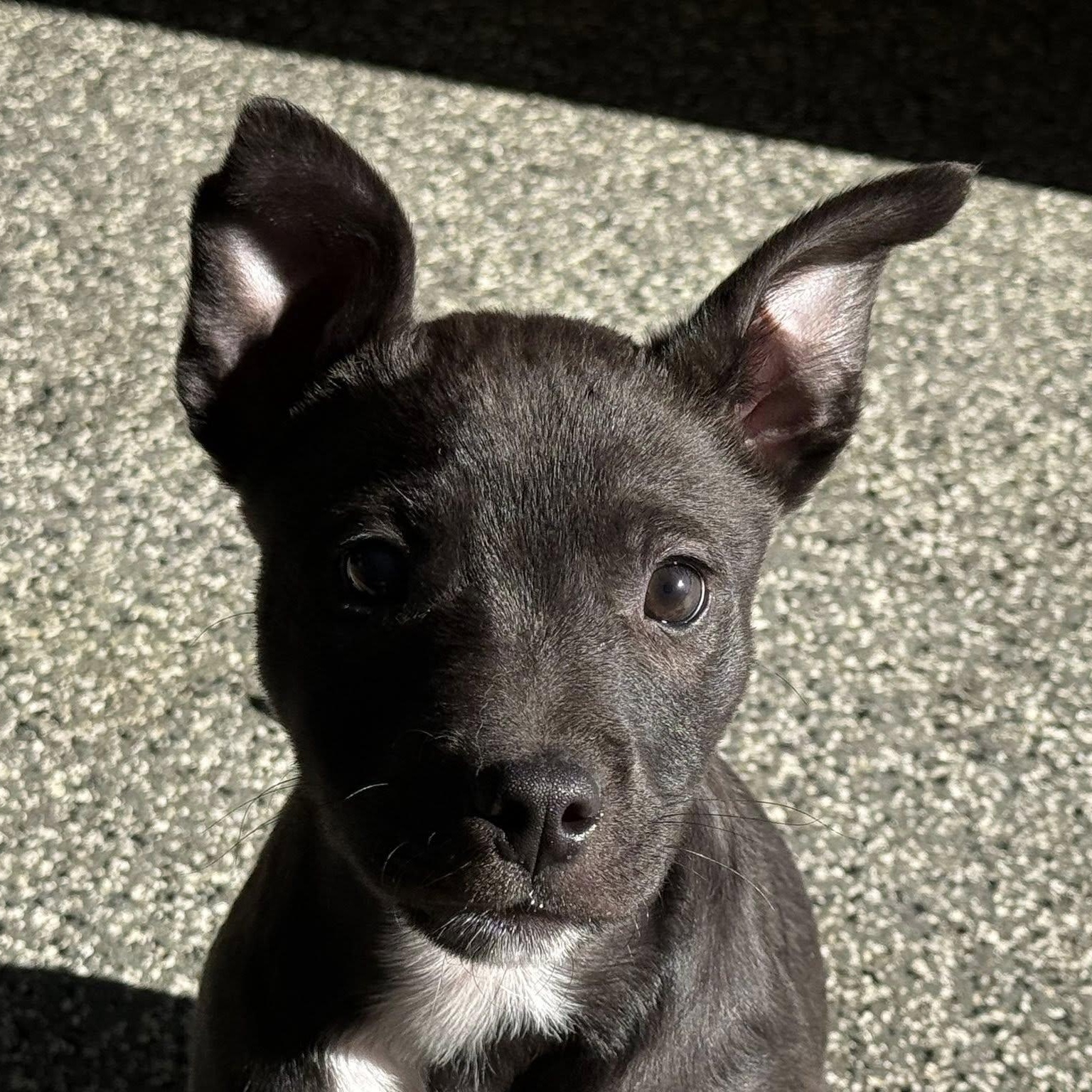 Enlarge MIGUEL, an adopted mixed breed in Loveland, CO image 1/5