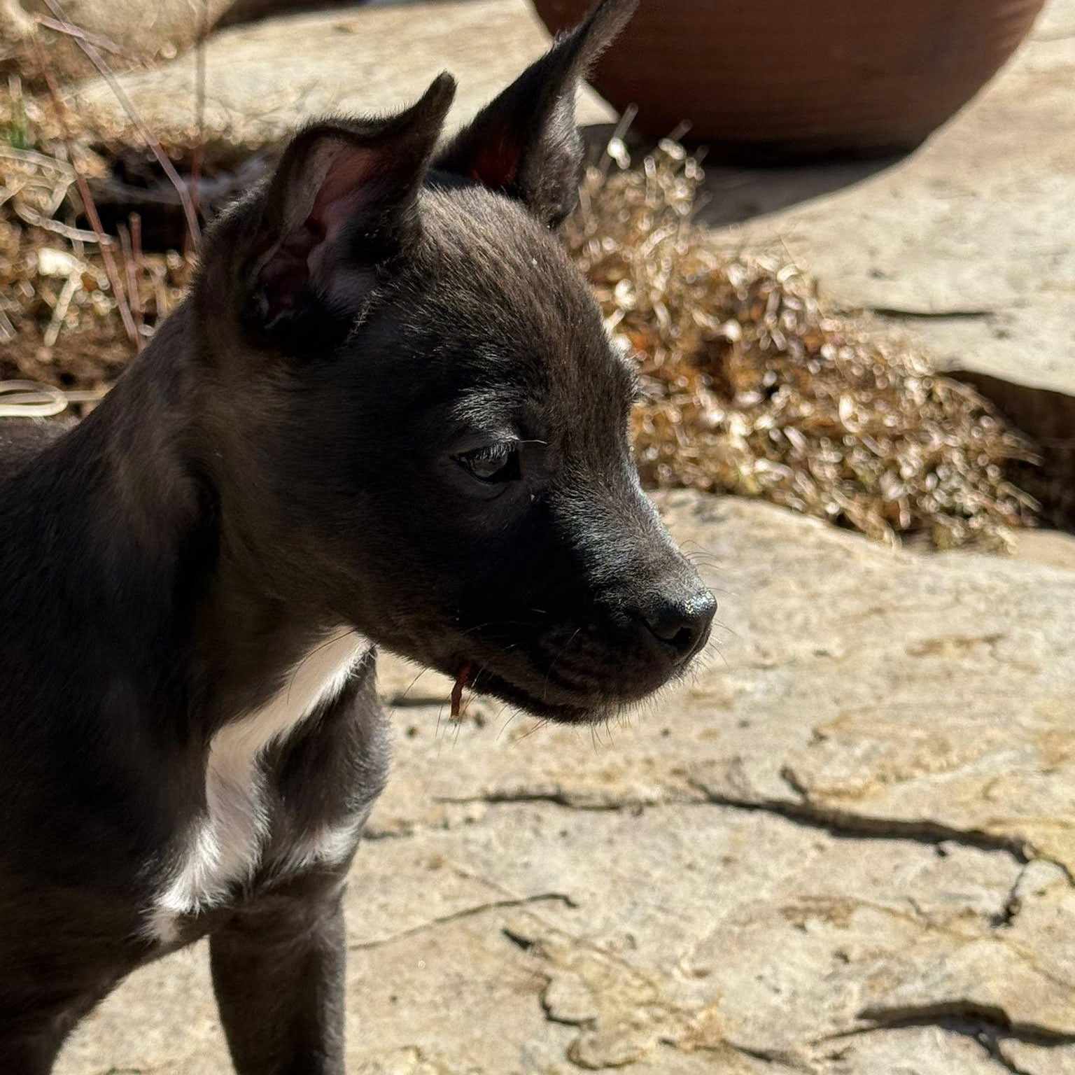 Enlarge MIGUEL, an adopted mixed breed in Loveland, CO image 5/5