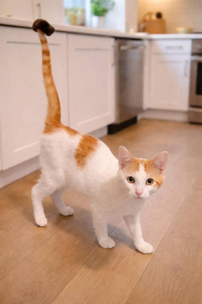 Peaches, Adoptable, Kitten Male Domestic Short Hair.