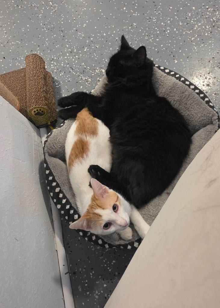 Enlarge Peaches, a Adoptable mixed breed in Miami, OK image 2/6