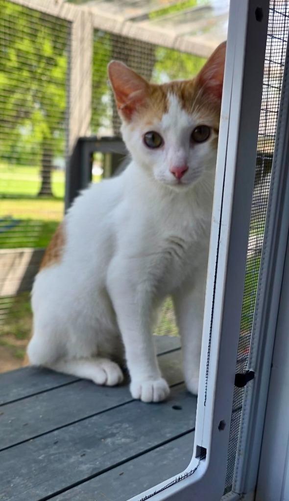 Enlarge Peaches, a Adoptable mixed breed in Miami, OK image 3/6