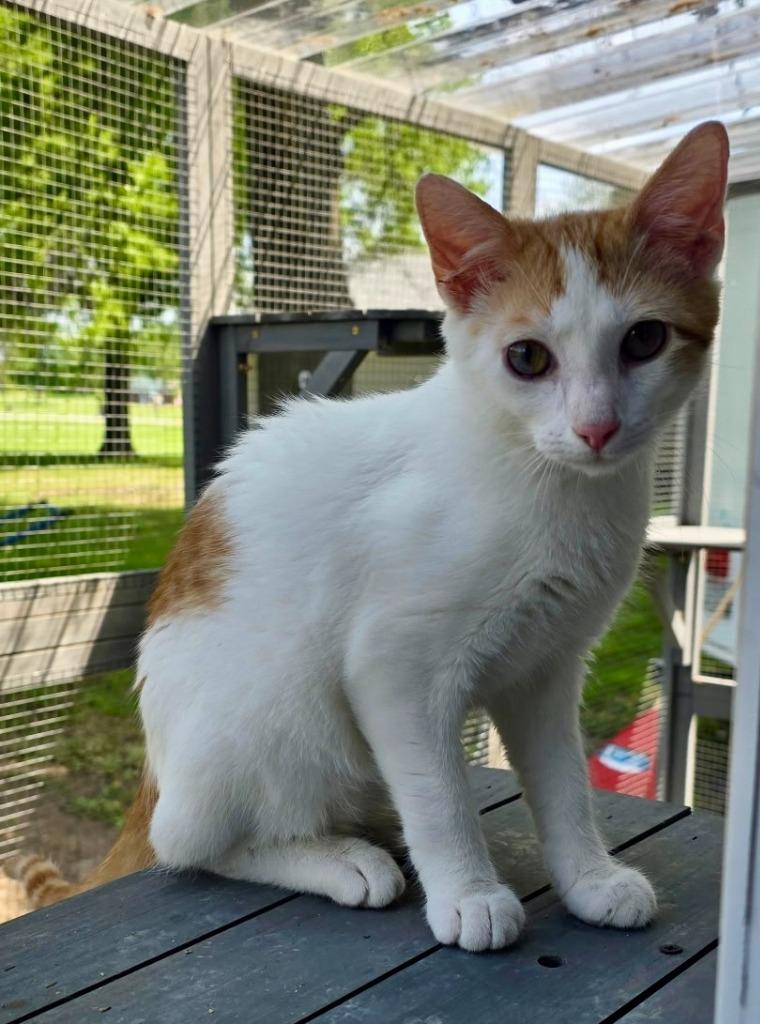 Enlarge Peaches, a Adoptable mixed breed in Miami, OK image 5/6