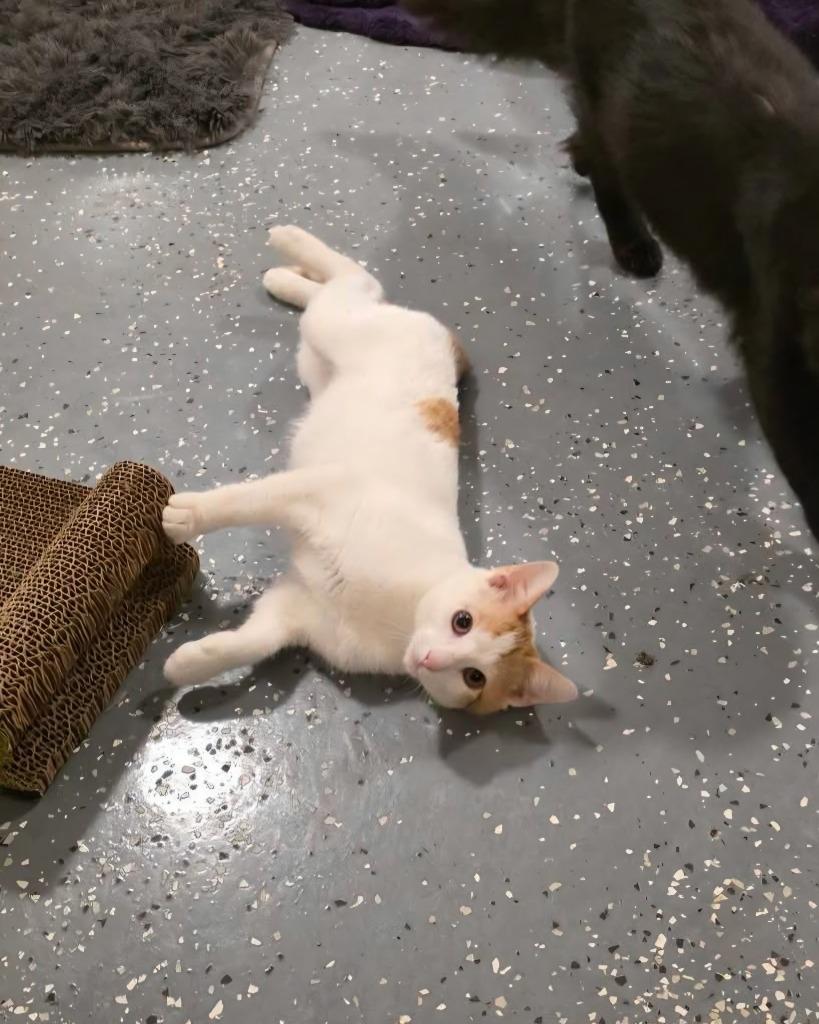 Enlarge Peaches, a Adoptable mixed breed in Miami, OK image 6/6